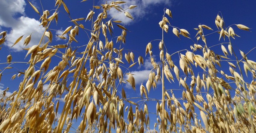 Public comment open for EPA to ban glyphosate on oats