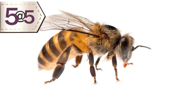 5@5: Bumblebees, virus benefit tomatoes | Organic farmers blasting weeds