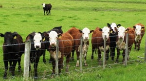 Shrinking genes threaten livestock diversity