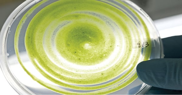 Top natural products news for June 19, 2017