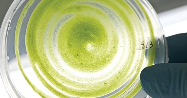 Algae Maker Top natural products news for June 19, 2017