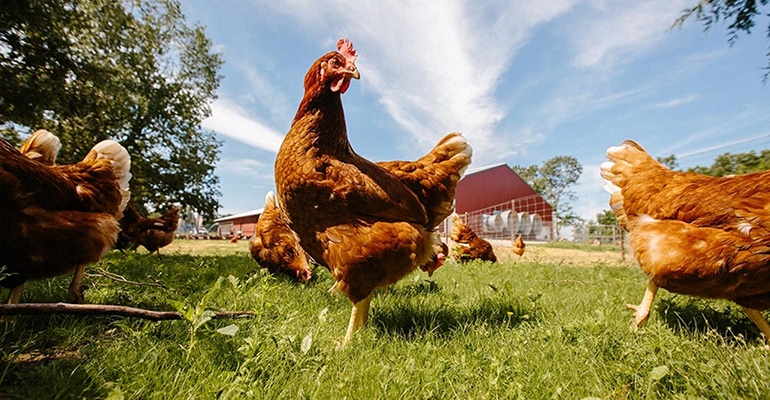 vital farms hens pasture