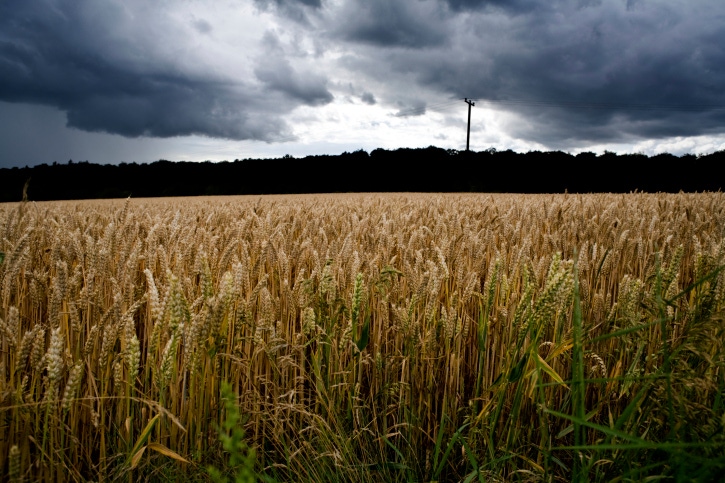 Say what? GMO wheat found in Oregon