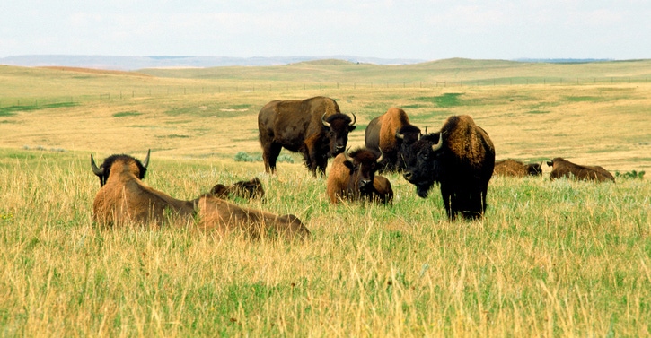 Meat, the unlikely climate hero? Meat, the unlikely climate hero?