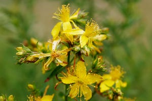 Pharmacists petition FDA to restrict sale of St. John's Wort
