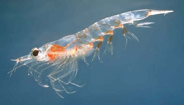 Krill oil awareness hits critical mass, but what about sustainability?