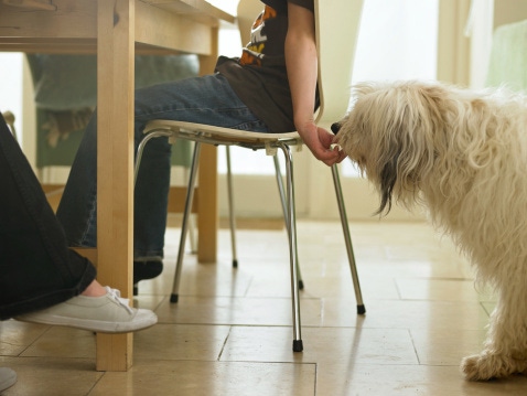 Modern pet owners prioritize health when choosing pet products Modern pet owners prioritize health when choosing pet products