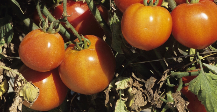 5@5: Some Florida produce unsafe after Irma | Whole grains becoming more convenient 5@5: Some Florida produce unsafe after Irma | Whole grains becoming more convenient