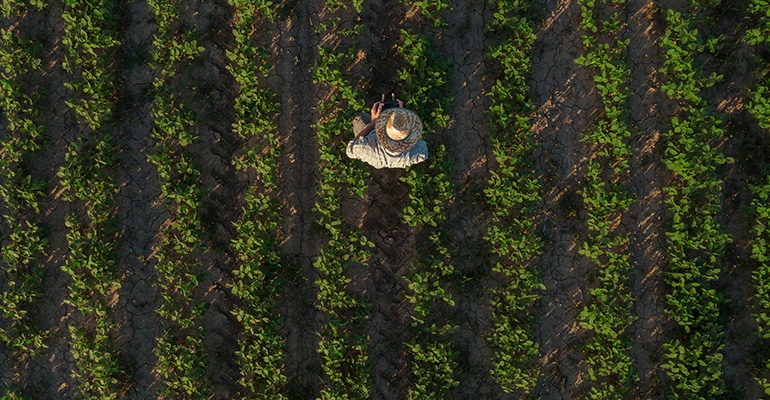 farmer in field farmer in field