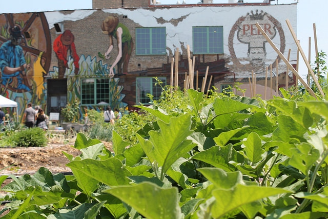 Plant Chicago's closed-loop urban farm shows less waste is possible