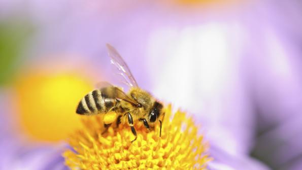 5@5: 'Bee-washing' harms bees, misleads consumers | Walmart to launch membership program
