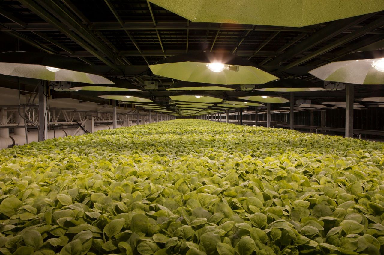 tobacco biotechnology A paper in Nature shows an engineered plant that has self-sustained luminescence that is visible to the naked eye. The findings could underpin development of a suite of imaging Botanical name Tiny Biotech Firm Offers Big