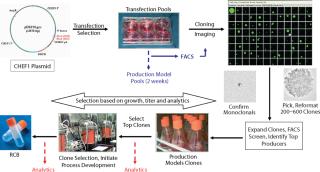 Rapid Cell Line Development with Integrated Protein Analysis