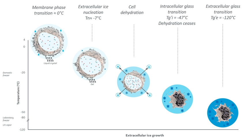 Cryogenic Temperatures and Cell Viability