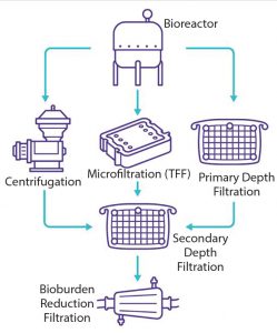 Vaccine Clarification with Filter-Based Methods and Vector Clarification
