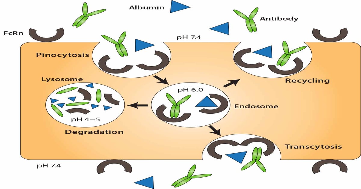 Design and Manufacture of therapeutic Fc-fusion proteins