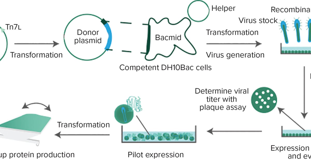 Recombinant Protein Expression with a Baculovirus–Insect Cell System