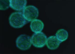Expansion and Characterization of Mesenchymal Stem Cells on Pall SoloHill® Microcarriers