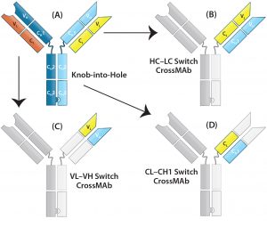 Therapeutic IgG-Like Bispecific Antibodies: Modular Versatility and ...