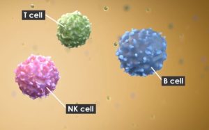 NK-cells-2-300x187.jpg