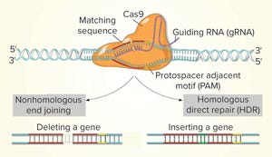 Use of CRISPR and Other Gene-Editing Tools in Cell Line Development and Engineering