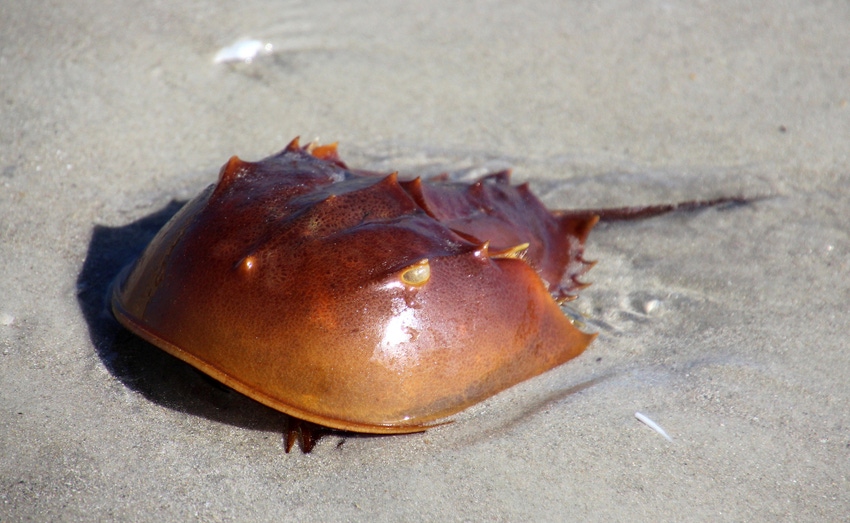 Horseshoe crabs: COVID-19 further threat to ‘blue blood’ of industry