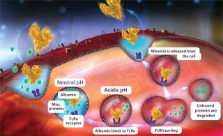 ipamorelin half-life in humans Extracted ion chromatograms of GHRP-1, GHRP-4, and ipamorelin using two ipamorelin half-life human study Sermorelin