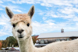 Belgian Biotechs unite to manufacture llama-based COVID antibodies