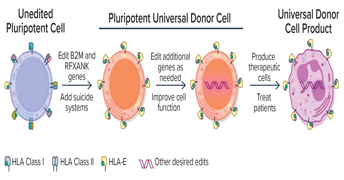 Novel Technologies for Allogeneic Cell Therapy Advancement - BioProcess ...