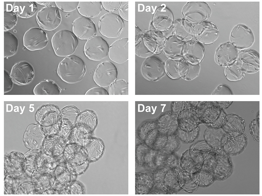 hMSC Expansion with Dissolvable Microcarriers