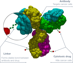 Antibody-drug-conjugate-Bioconjugatorcreativecommons.org_-300x260.png
