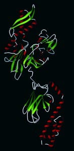 Hsp70-147x300.jpg Hsp70-147x300.jpg