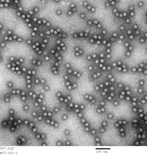 Predicting Viral Clearance Using a Non-Infectious MVM Surrogate in Downstream Development