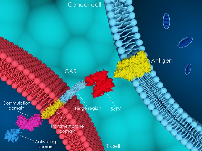 Celgene investing in ‘vein to vein supply chain’ to support CAR-T biz