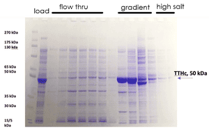 Efficient and Rapid Purification of E. coli Expressed Toxin Recombinant Protein Fragments