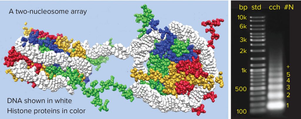 18-4-Fig-1-chromatin-1024x405.jpg