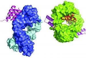 ProteinA-Wikimedia-300x203.jpg