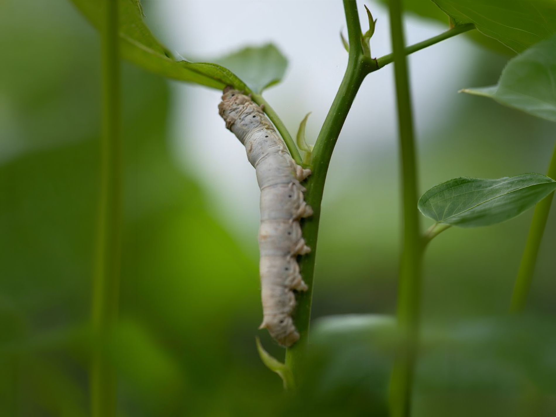 Can Recombinant Protein Manufacturing Move Beyond Conventional Bioreactors?