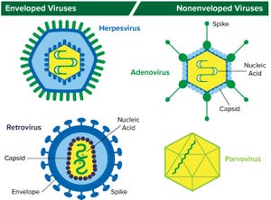 Detection and Clearance of Viruses in the Biopharmaceutical Industry