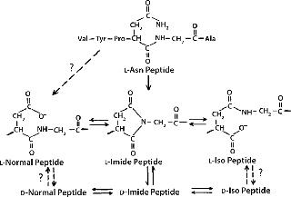 dihexa stability ph degradation pathways Microbial degradation of phthalates: biochemistry and environmental  implications - Boll - 2020 - Environmental Microbiology Reports main image 0