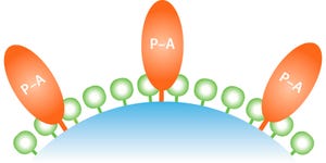 Platform Purification of Six Biosimilar Molecules Using Amsphere A3 Protein A Resin