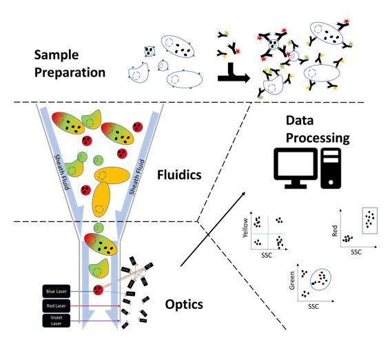 GMP Flow Cytometry: Applications, Considerations and Challenges