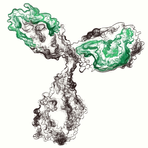 The Production and Application of Antibody Fragments