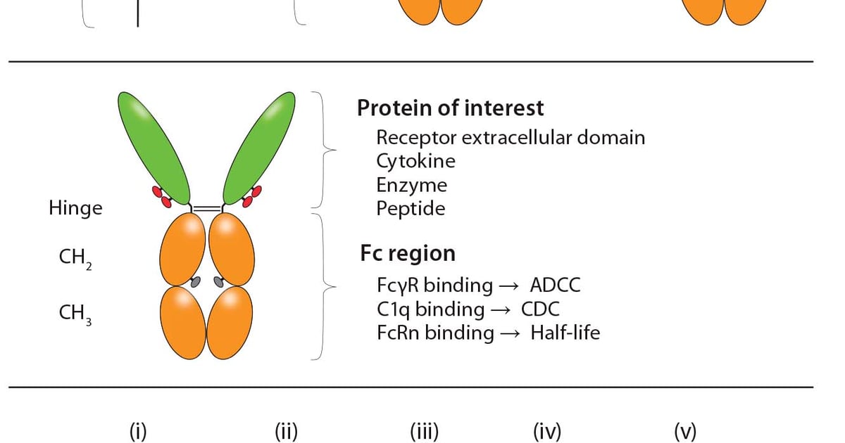 Immunoglobulin Fc-Fusion Proteins Part 2: Therapeutic Uses and Clinical ...