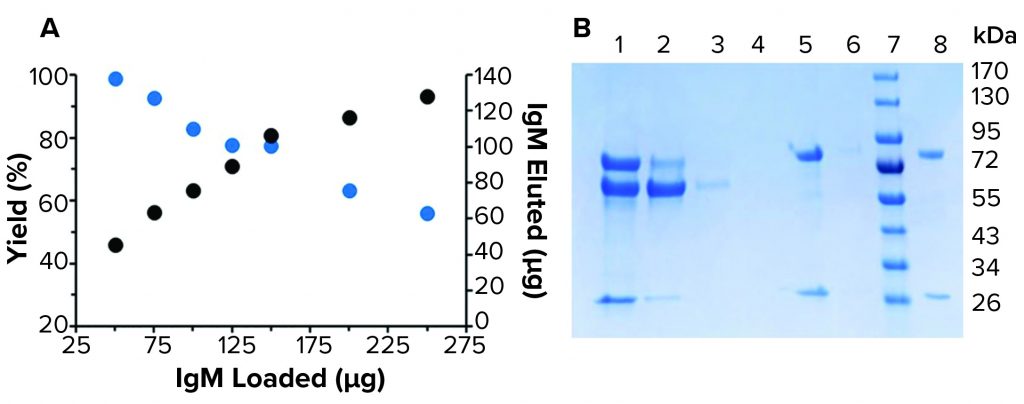 IgM Purification Using a Novel Affinity Ligand - BioProcess International