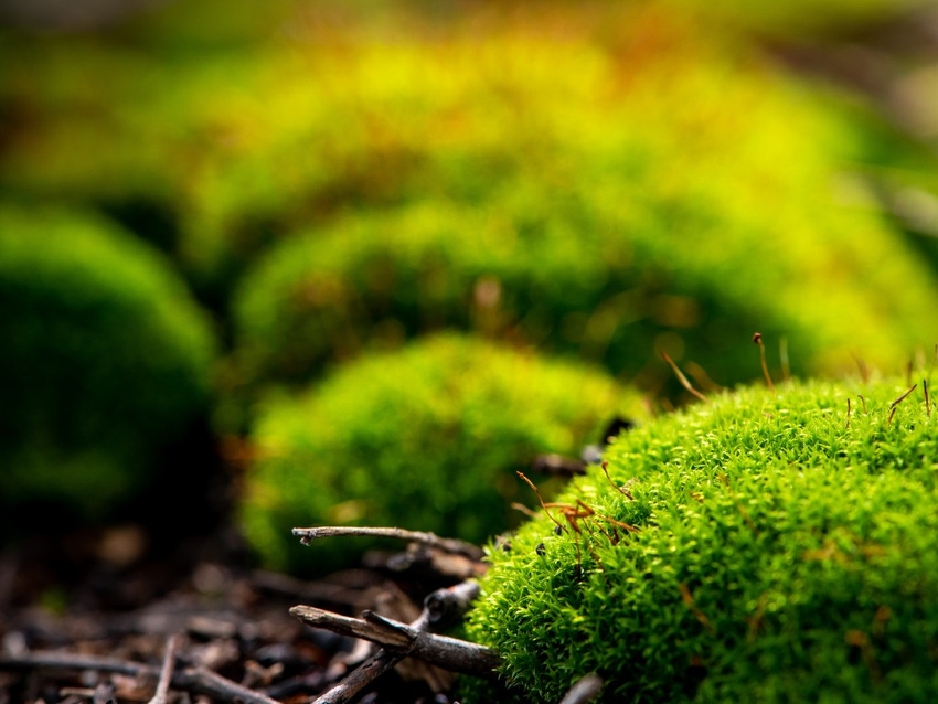 Moss-based expression firm receives €60m in funding