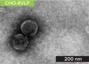 Using CHO-Endogenous RVLPs for Retroviral Clearance Studies