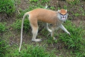 patas-monkey-wikipedia-300x200.jpg