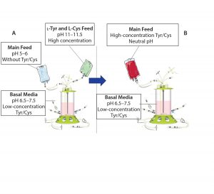 batch purification using glutathione Enhanced Production in Saccharomyces cerevisiae by High-Throughput Screening System Based on Atmospheric and Room Temperature Plasma (ARTP) Mutagenesis Glutathione High Capacity Magnetic Agarose