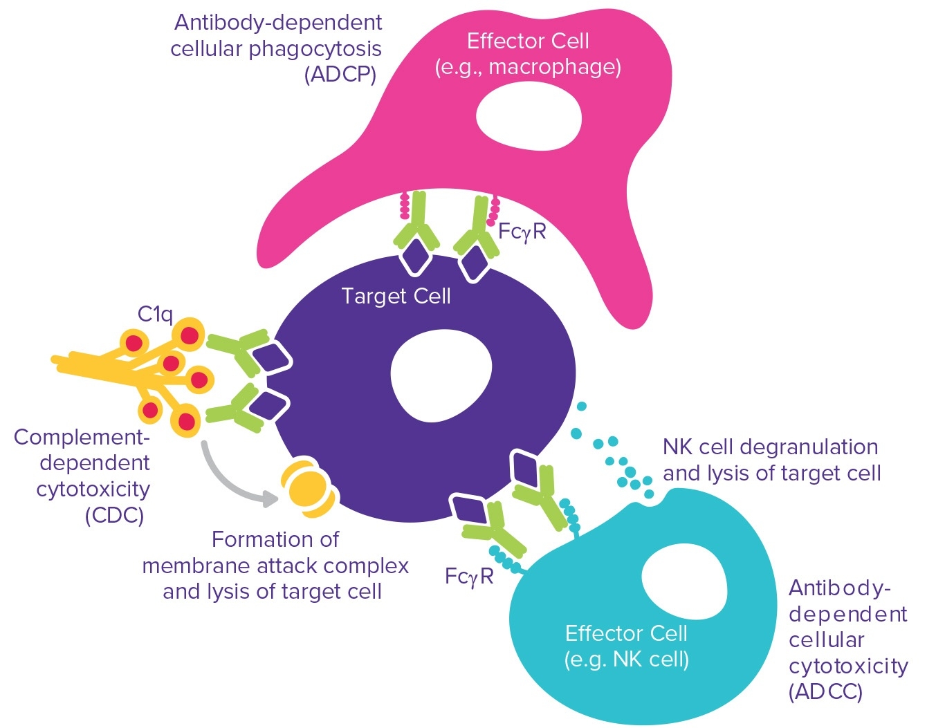 Effector Function Characterization for Antibody Therapeutics - BioProcess  International